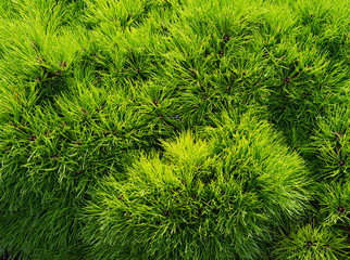 Thuja occidentalis background, texture