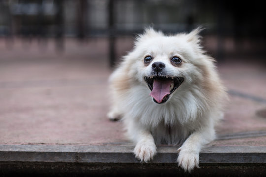 Cute Dog Smiling