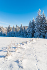 Fototapeta na wymiar Winter trees covered with fresh snow, Beskid Mountains, Poland