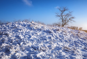 Fototapeta na wymiar Winter nature with tree and snow-covered plants on the hill