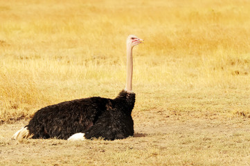 Ostrich on the Masai Mara in Africa