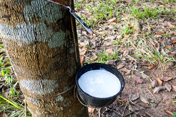Tapping sap from the rubber tree