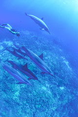 Spinner dolphins swimming underwater in the Pacific Ocean
