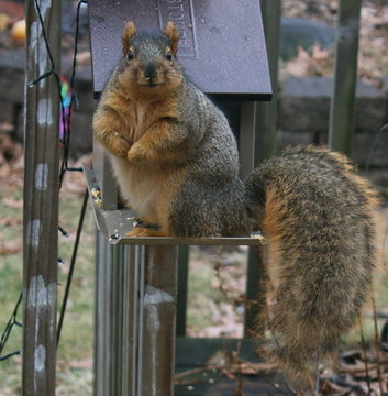 My fat friend