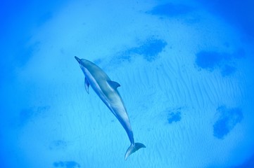 Spinner dolphins swimming underwater in the Pacific Ocean