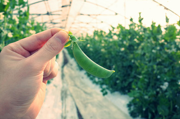 エンドウ豆の栽培