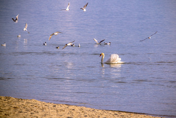 Fototapeta premium Swan 
