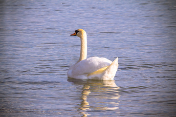 Swan in the blue water