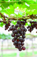 Black grape