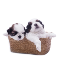 two shih tzu baby dog on wooden basket