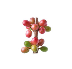 ripe coffee Isolated on white background.