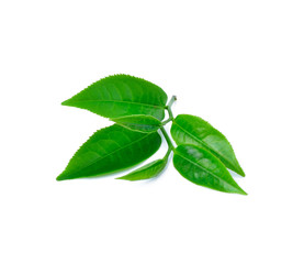 tea leaf isolated on white background