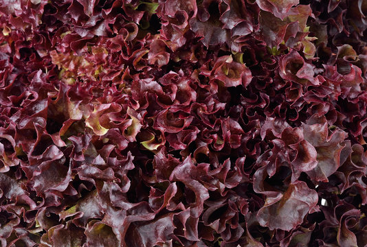 Lollo Rosso Lettuce