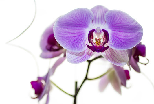 Orchid One