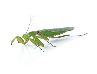 Grasshopper isolated on white background.