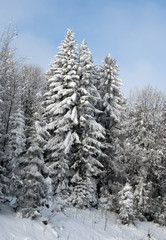 Fototapeta premium winter landscape
