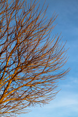 Tree and blue sky