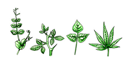 Types and leaf shape. Botany