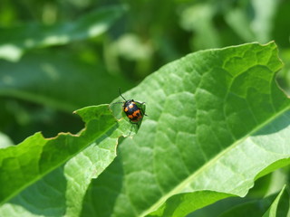 イタドリハムシ