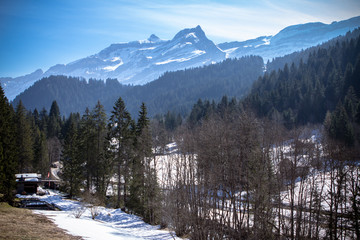 The Coniferous Forest 