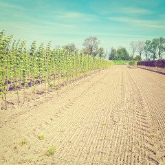 Young Plants