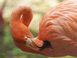 Fototapeta premium Flamingo Hygiene