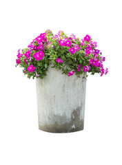 petunia flowers in flowerpot isolated