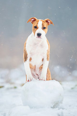 American staffordshire terrier puppy in a snowy day