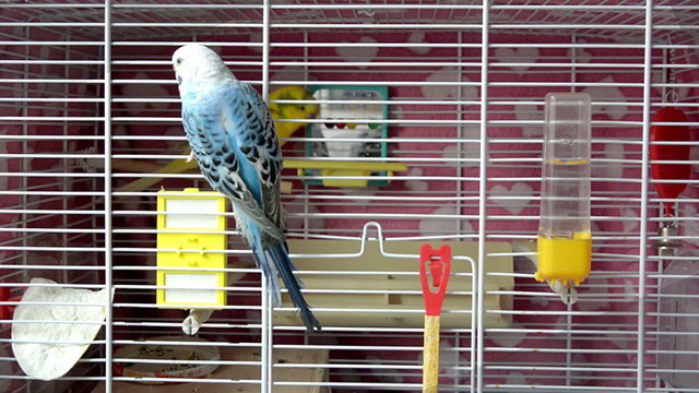 wavy parrots