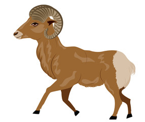 Wild Ram