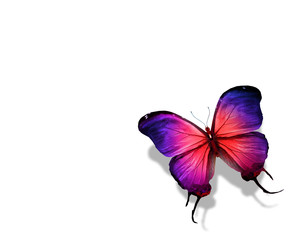 Fototapeta na wymiar Color butterfly on white background