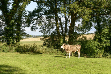 Naklejka na ściany i meble bullock pasturing in Cornwall countryside near Looe