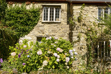 hydrangea and stone cottage at Manaton, Devon