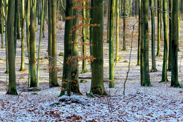 Zimowy Bukowy Las © Wojciech Lisiński