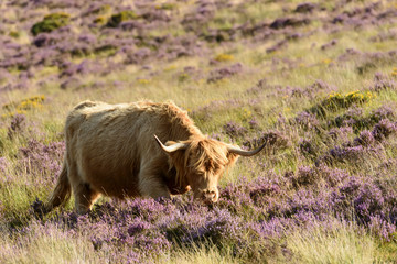 higland cattle among heather, Dartmoor
