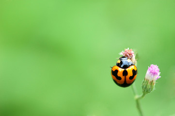 ladybug on a green leaf macro