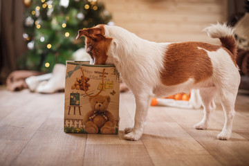 Jack Russell dog at the Christmas and New Year © Anna Averianova