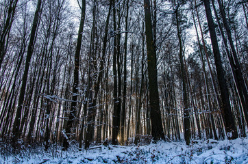 Winterlandschaft mit Bäumen im Wald und Gegenlicht