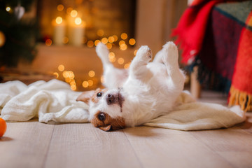 Jack Russell dog at the Christmas and New Year