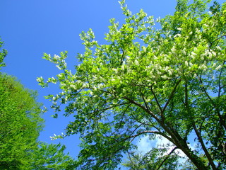 ウワミズザクラ