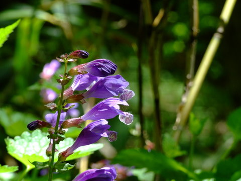 ラショウモンカズラ Stock Foto Adobe Stock