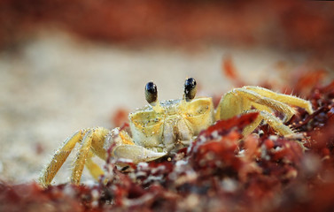 Close up of a Crab on sand beach