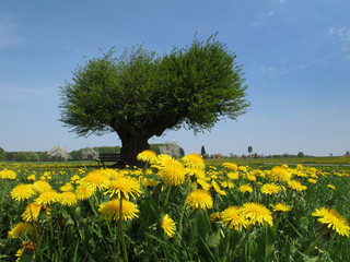 Baum auf Löwenzahnwiese