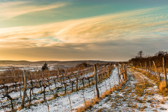 Weingarten im Winter