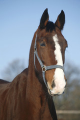 Portrait of a nice purebred horse winter corral rural scene