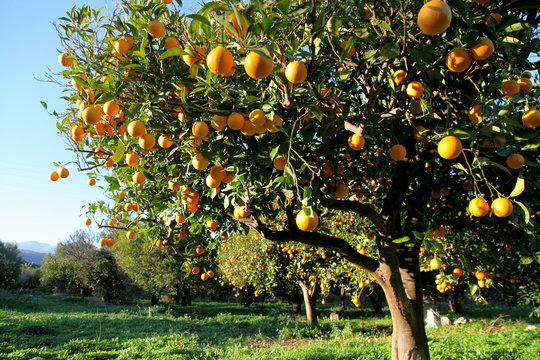 Orange harvest