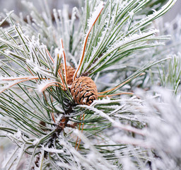 Naklejka na ściany i meble Frozen pine branch with pine-cone