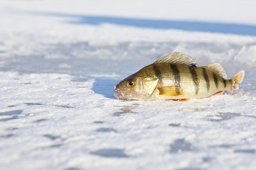 ice-fishing © photomim
