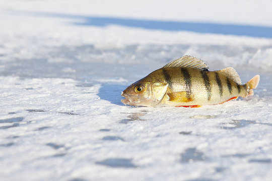 ice-fishing