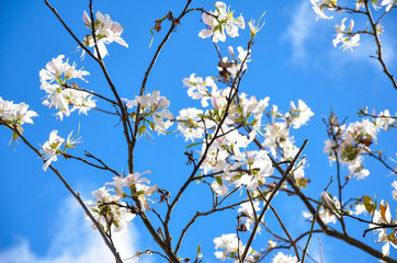 Bauhinia variegata flower on Blue Sky Background